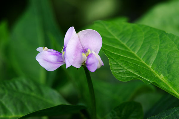 黒小豆の花 画像 無料写真素材 フリー写真素材