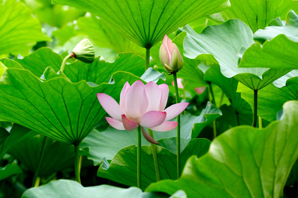 蓮の花　画像2　無料写真素材