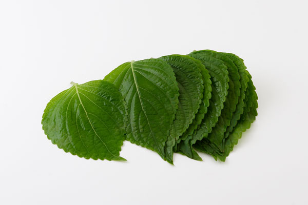 エゴマ 野菜 画像1 無料写真素材
