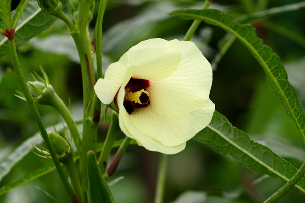 オクラの花 画像 無料写真素材 フリー写真素材