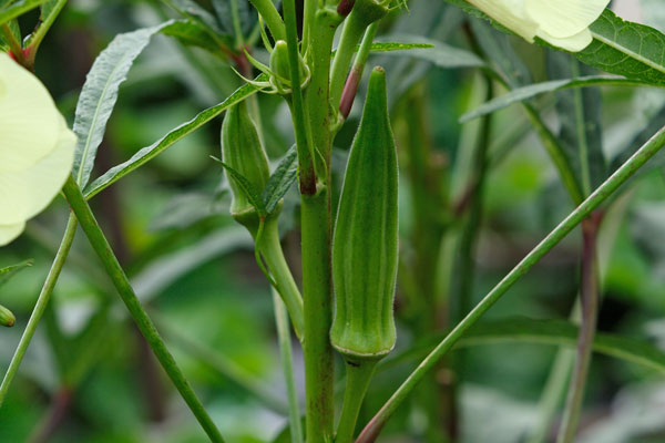 オクラ 畑の野菜 画像1 無料写真素材