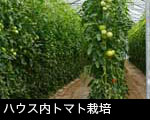 ハウス内トマト栽培