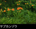 ヤブカンゾウ3