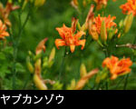 ヤブカンゾウ4