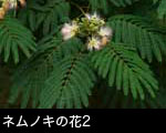 ネムノキの花2