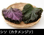 シソ（カタメンジソ）