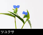 ツユクサ