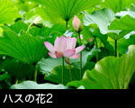ハスの花2