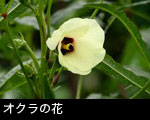 オクラの花