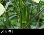オクラ1