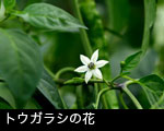 トウガラシの花