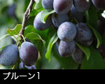 プルーン1