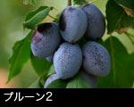プルーン2