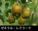 ゼネラル・レクラーク