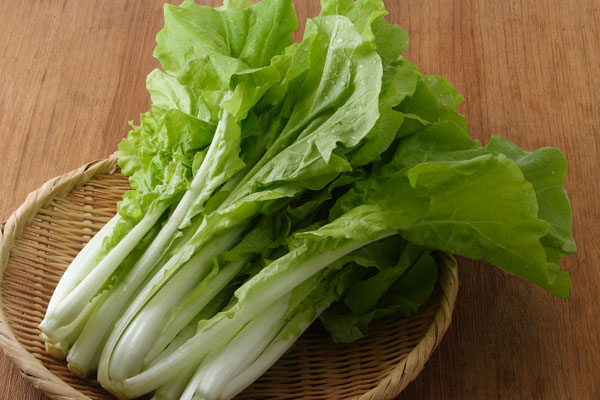 山東菜 サントウサイ 野菜 画像2 無料写真素材 フリー写真素材　