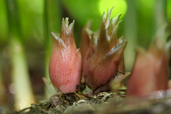 畑のミョウガ 画像 野菜 無料写真素材 フリー写真素材