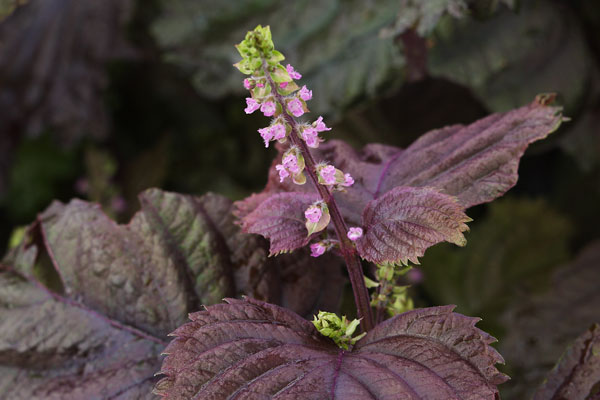赤ジソの花 画像 無料写真素材 フリー写真素材