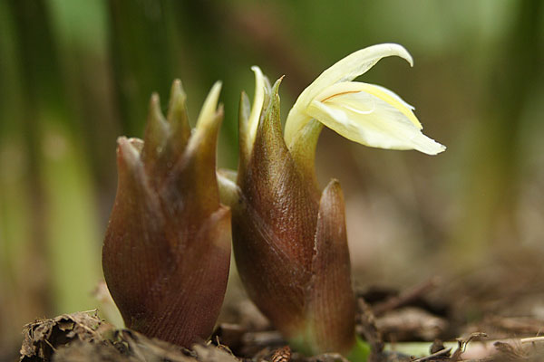 ミョウガの花 画像2 無料写真素材 フリー写真素材