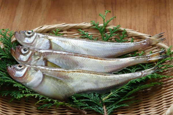 ハタハタ 魚 画像1 無料写真素材