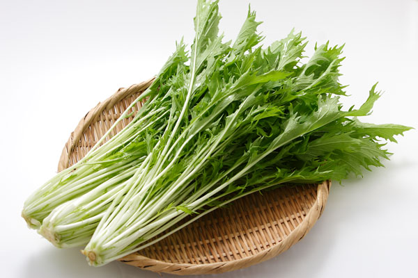ミズナ 野菜 画像2 白バック フリー写真素材　