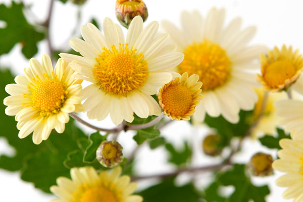 黄色い小菊　画像1　無料写真素材