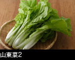 山東菜2 