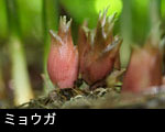 ミョウガ