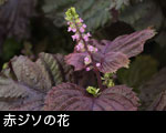 赤ジソの花