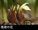 茗荷の花
