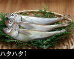 ハタハタ1