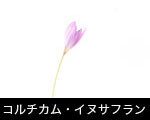 コルチカム・イヌサフラン