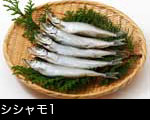 ししゃも1
