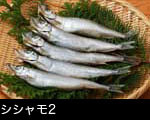 シシャモ2