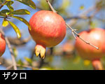 ザクロ