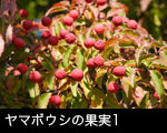 ヤマボウシ果実1
