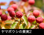 ヤマボウシの果実2
