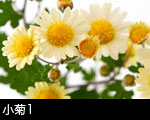 小菊1