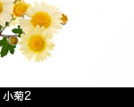 小菊2