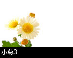 小菊3