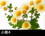 小菊4