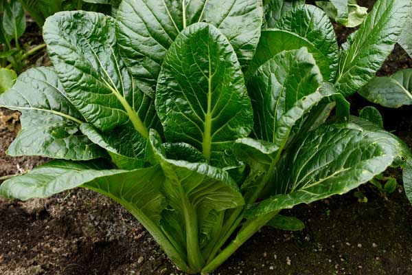 畑のタカナ 野菜 画像1 無料写真素材