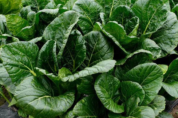 高菜 野菜 画像2 フリー写真素材