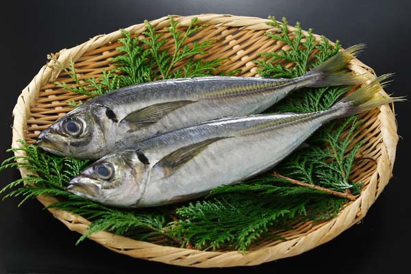 鰺 魚 画像 無料写真素材 フリー写真素材