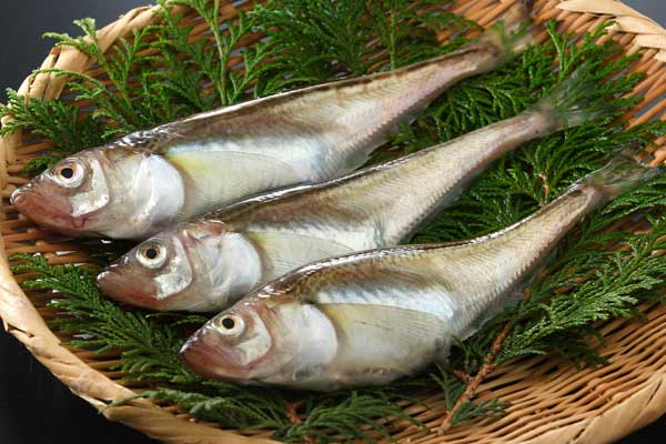 ハタハタ（子持ち鰰）魚 画像2 フリー写真素材