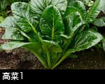 高菜1