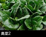高菜2 