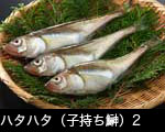 ハタハタ（子持ち鰰）2