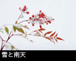 雪と南天
