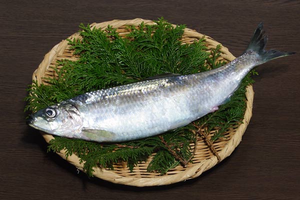 鰊（ニシン）画像 魚 無料写真素材 フリー写真素材