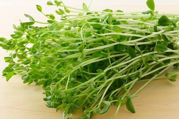 豆苗（トウミョウ）画像2 アップ 野菜 フリー写真素材